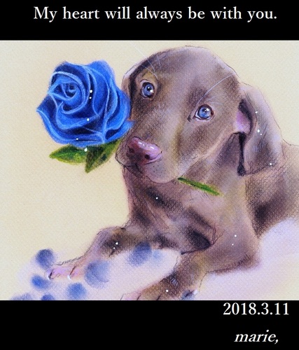 Blue rose.jpg