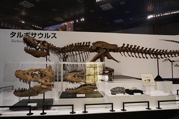 タルボサウルス.JPG