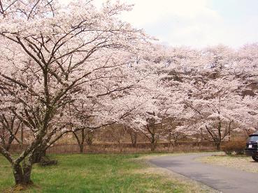 桜公園.JPG